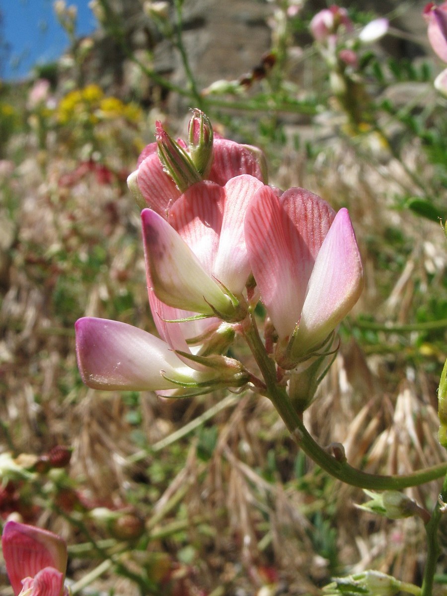 Копеечник мелколистный