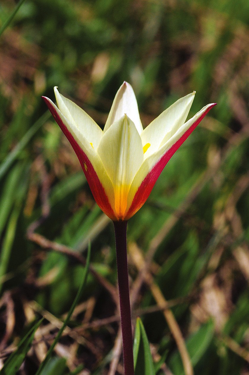 Tulipa kaufmanniana тюльпан Кауфмана