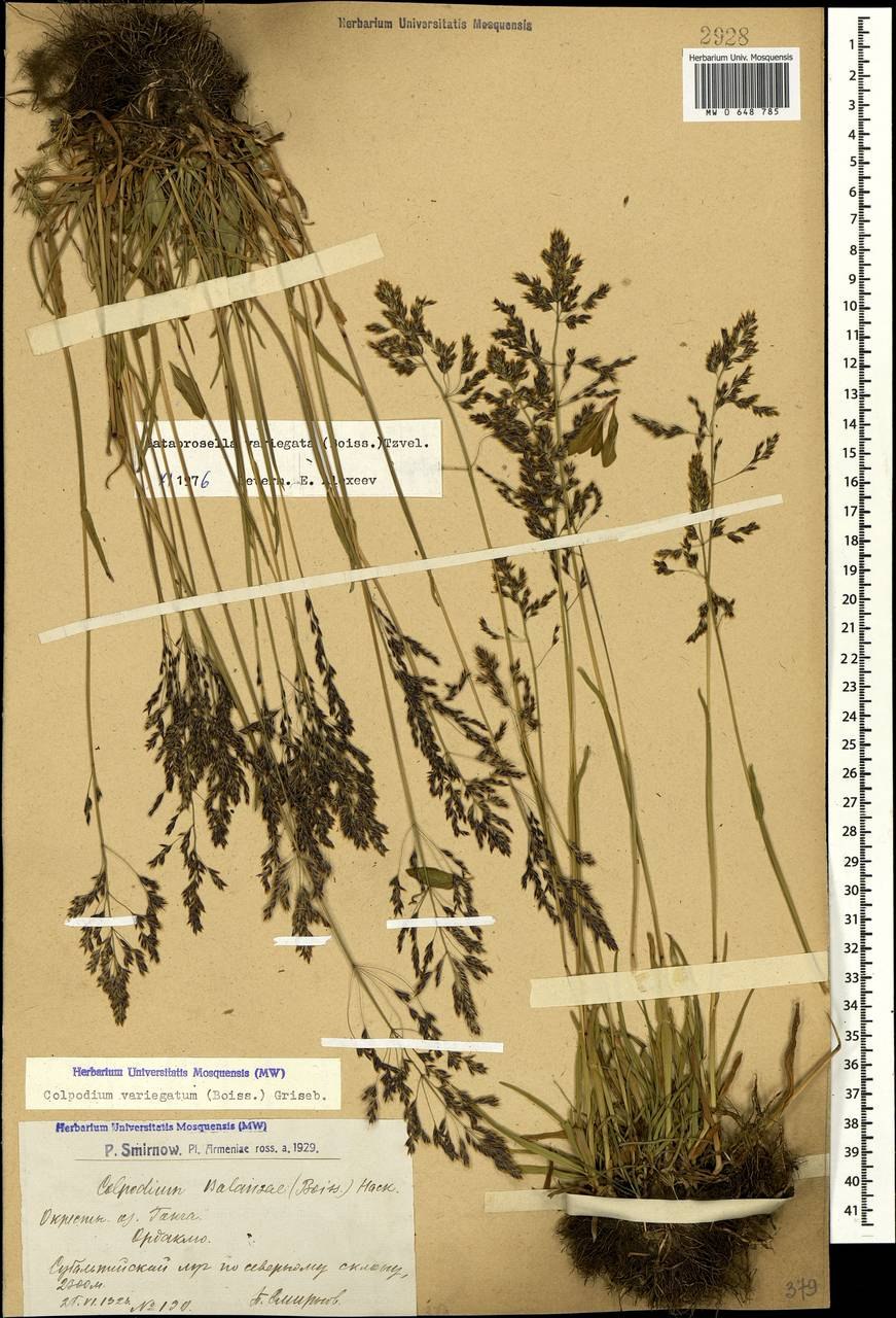 Катаброзочка низкая