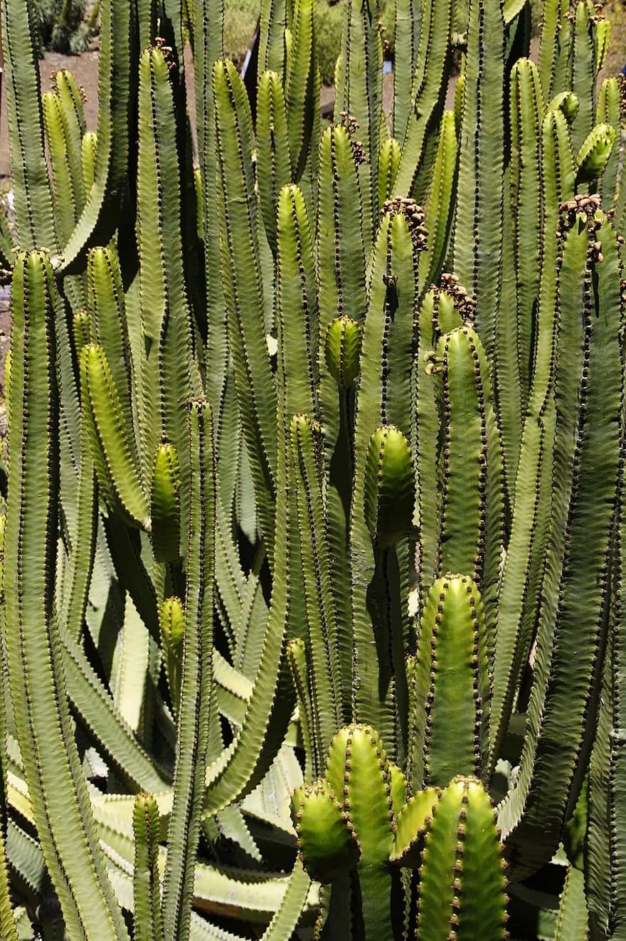 Молочай кактусовидный