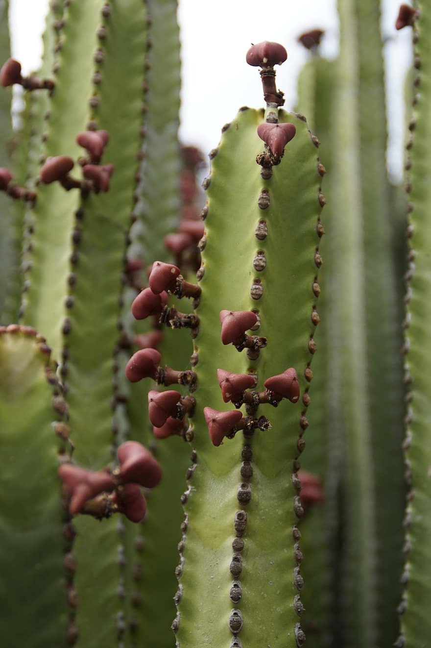 Молочай Канарский Euphorbia canariensis