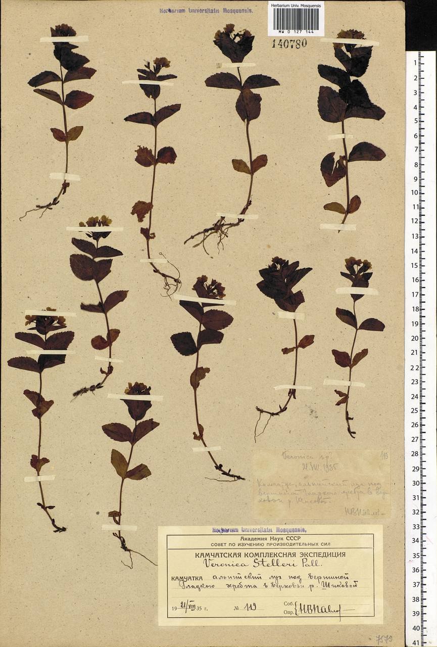 Вероника Дубравная семена