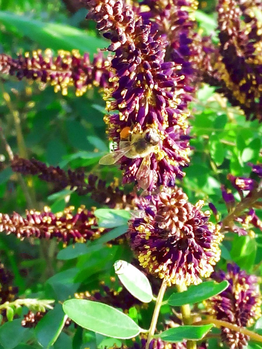 Аморфа кустарниковая