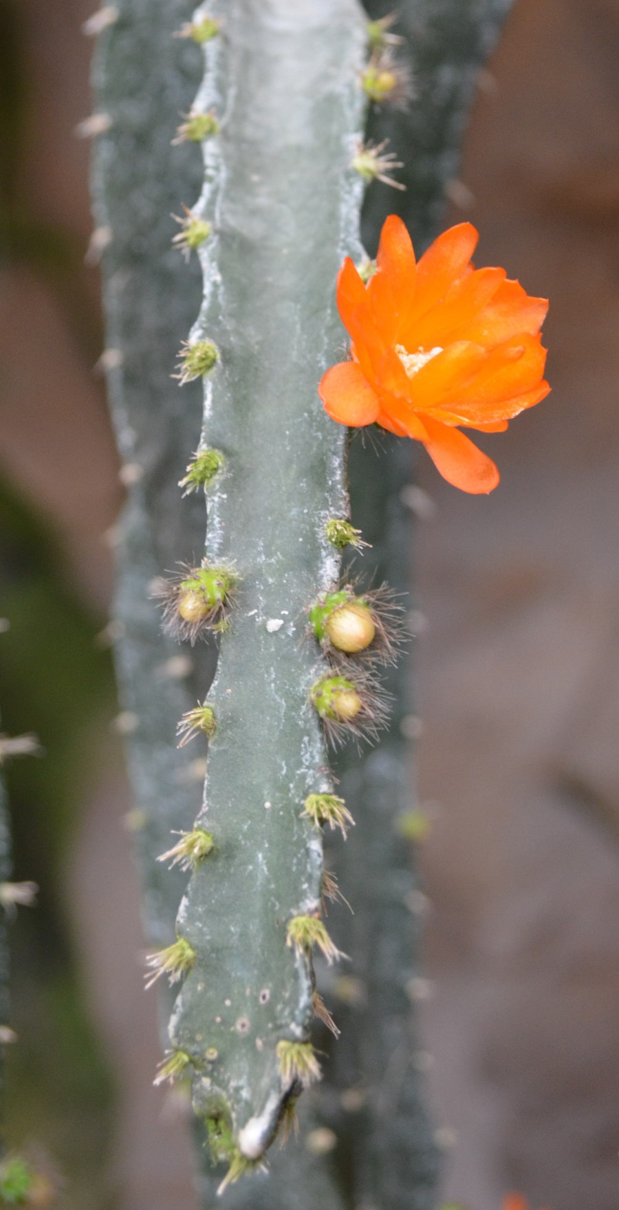 Rhipsalis monacantha
