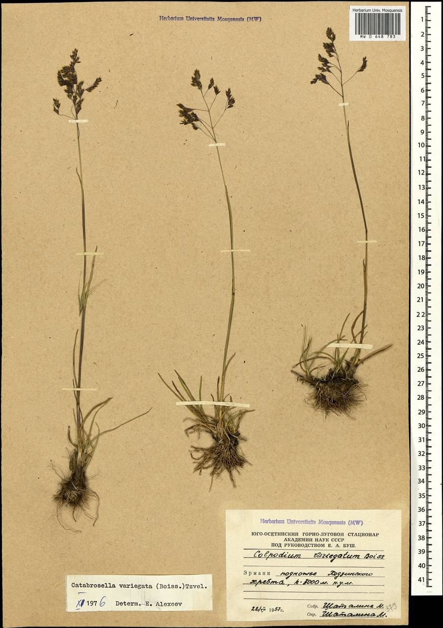 Колподиум низкий, Катаброзочка низкая