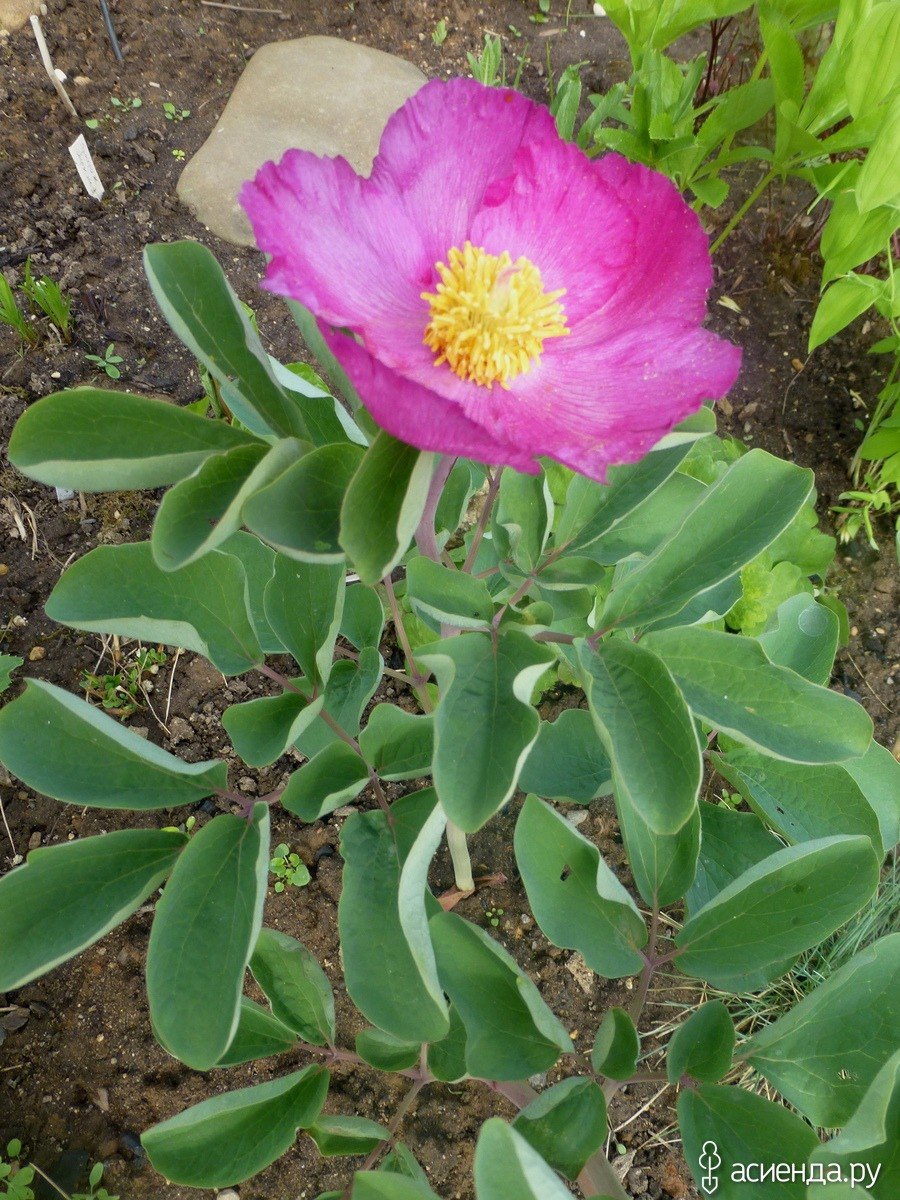 Пионы первое цветение