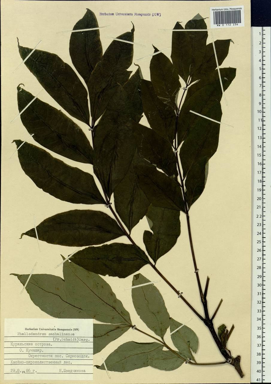 Бархат Амурский Фармакогнозия