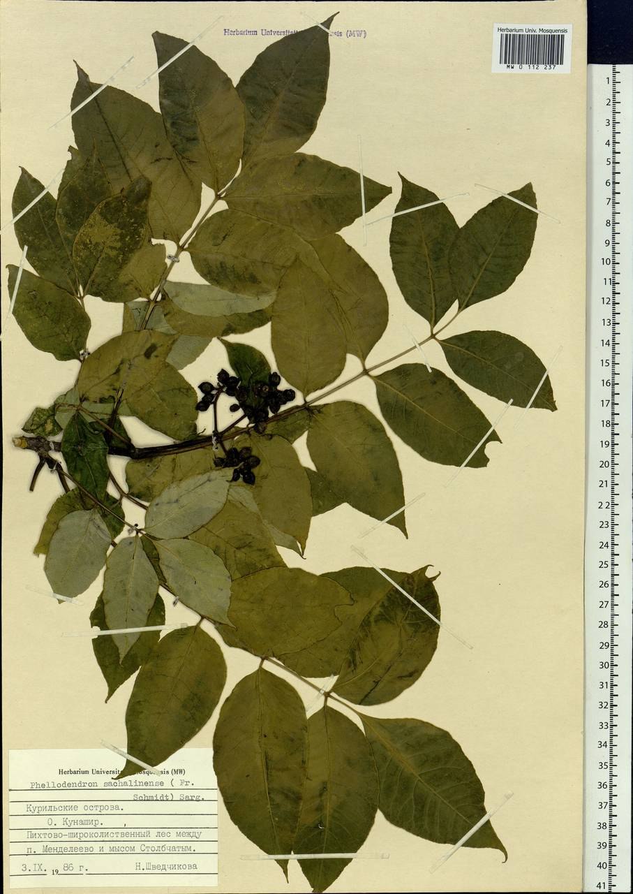 Бархат Амурский в Подмосковье