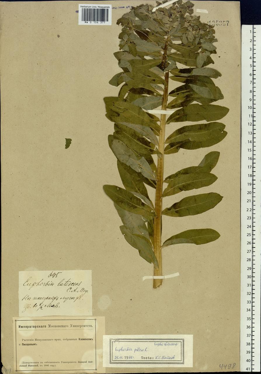 Молочай многоцветковый