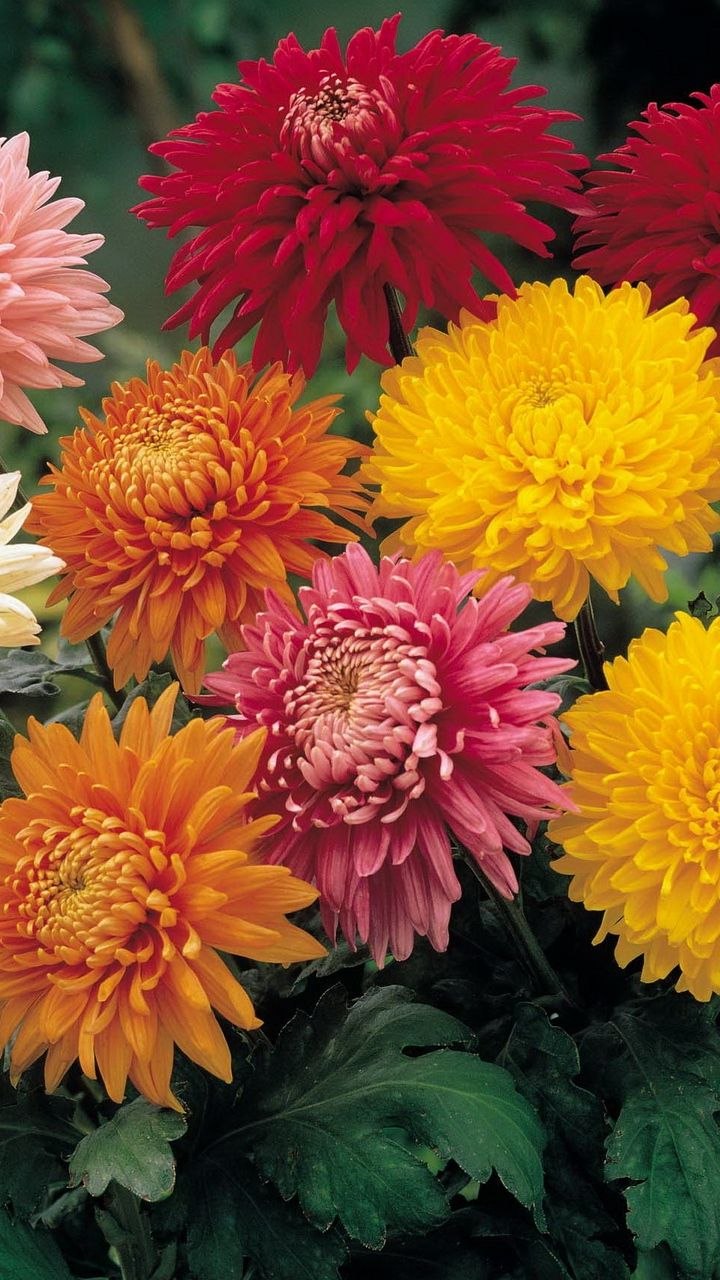 Хризантемы осенние голубые