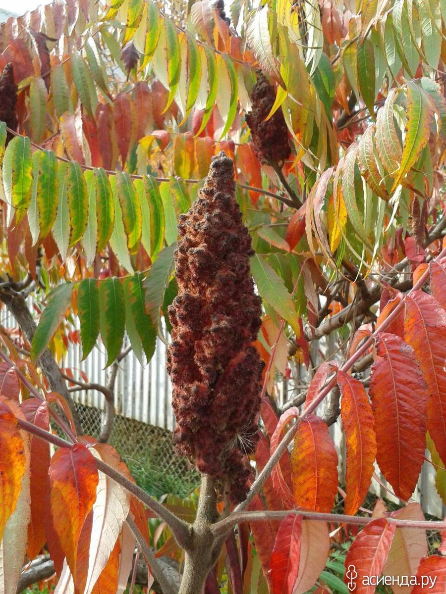 Koelreuteria bipinnata