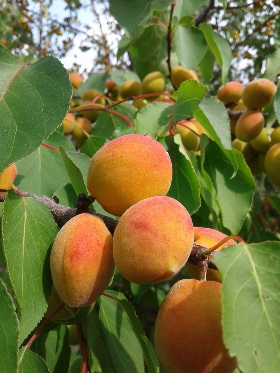 Дикий абрикос Киргизия