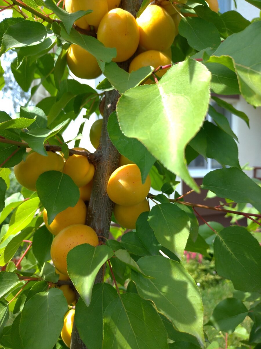 Сибирский абрикос в Забайкалье