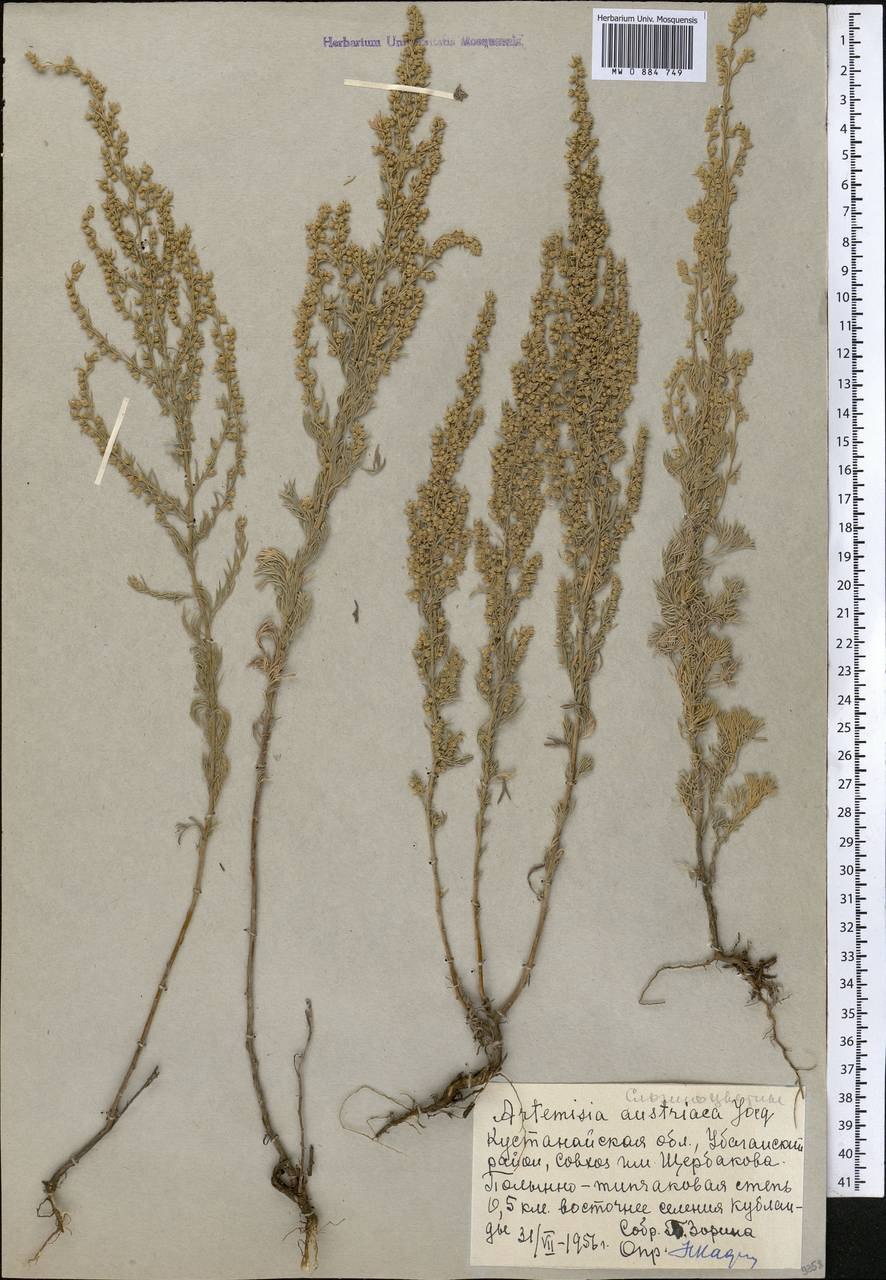 Полынь людовициана