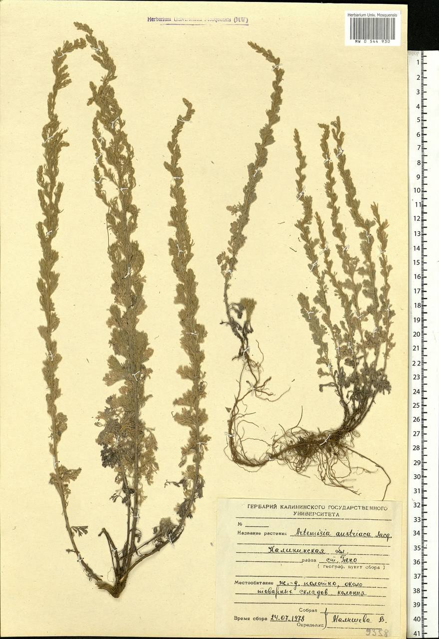 Полынь австрийская