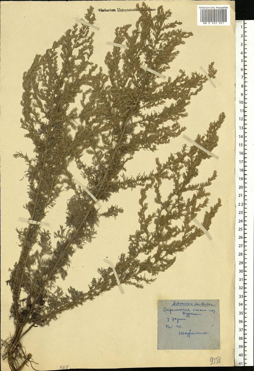 Полынь абротан Божье дерево