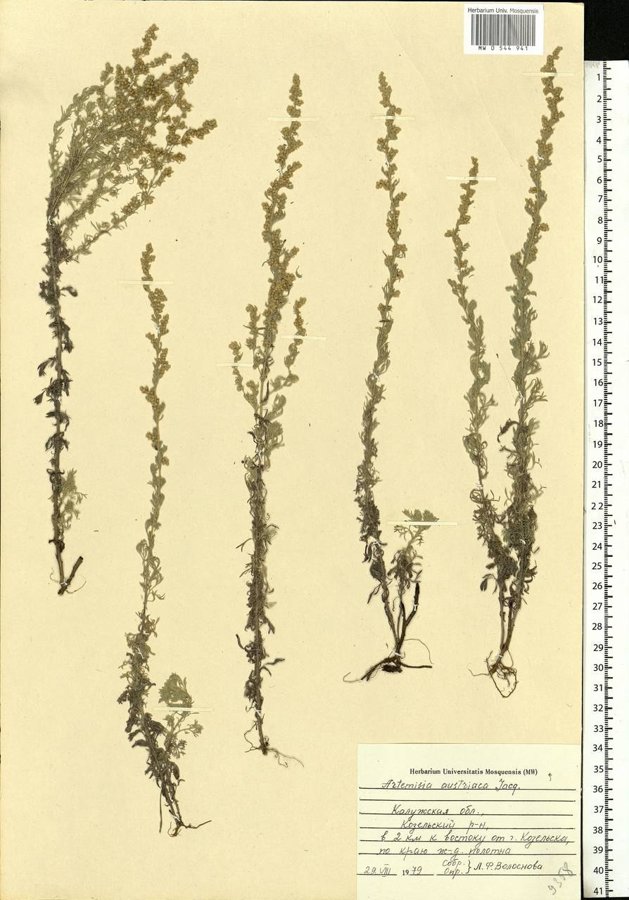 Полынь горькая и Полынь Австрийская Полынь Сиверса