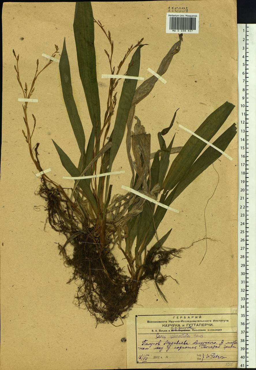 Осока ржавопятнистая Carex siderosticta