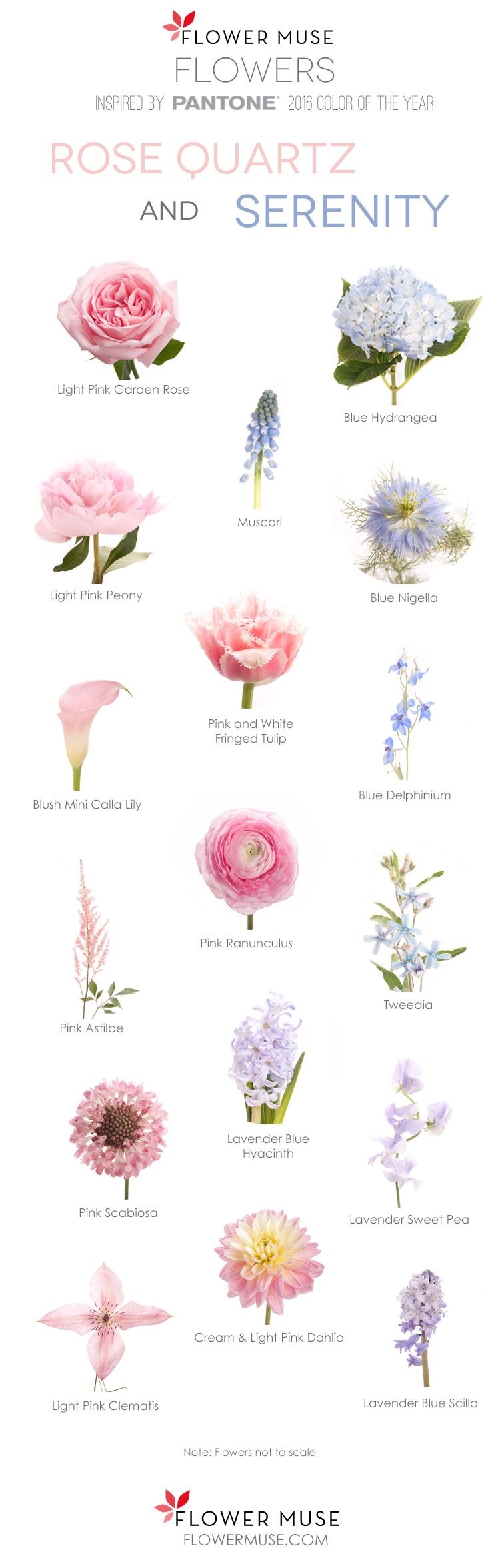 Типы соцветий покрытосеменных растений