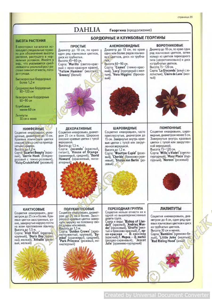 Царство растений систематика растений