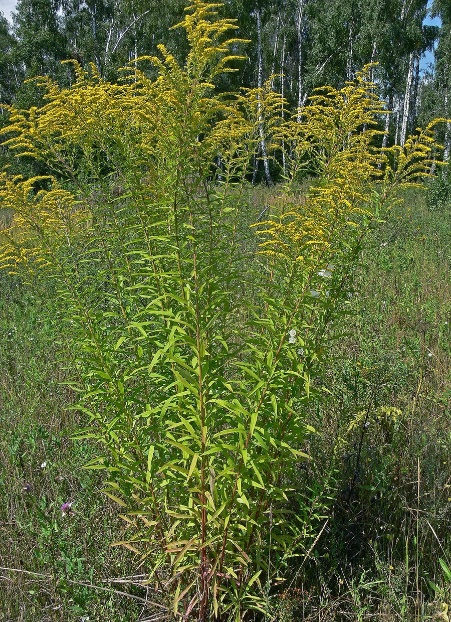 Золотарник Жозефина