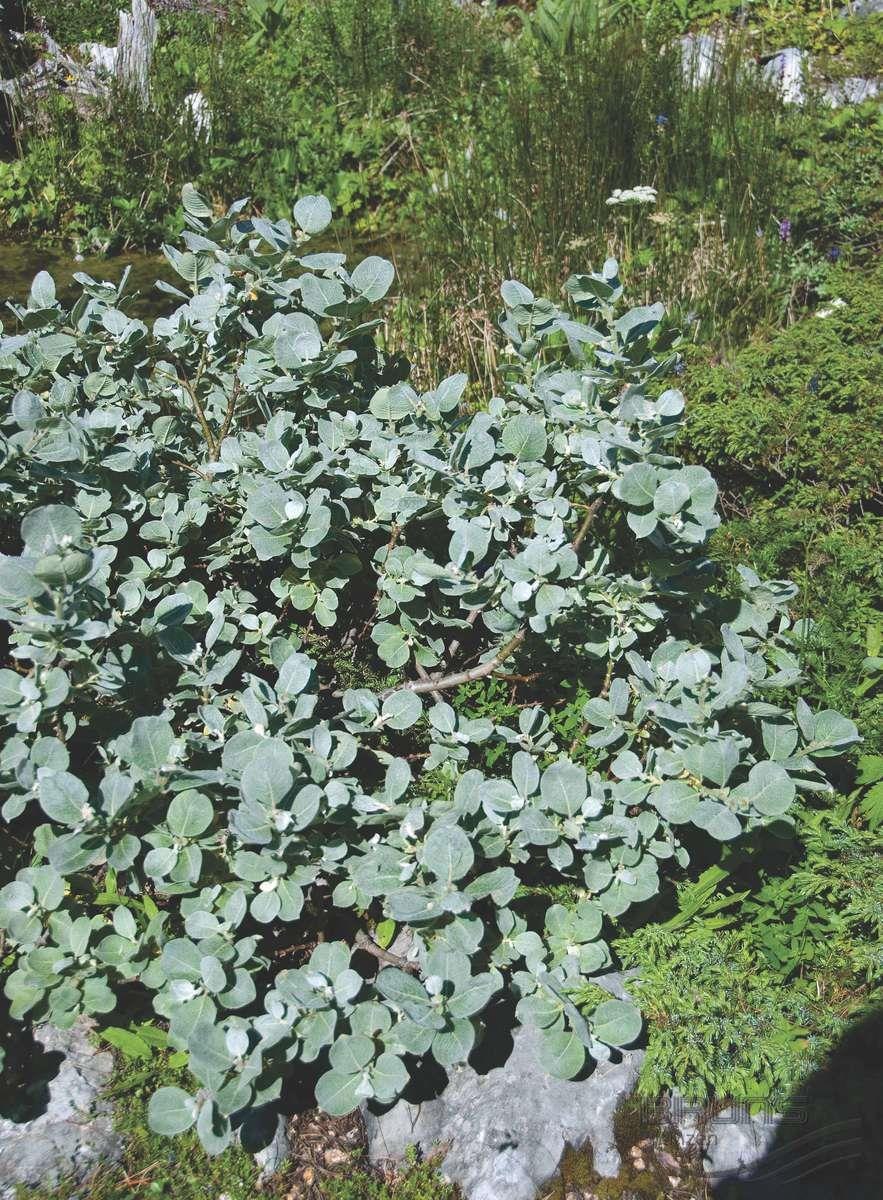 Цветущая Верба