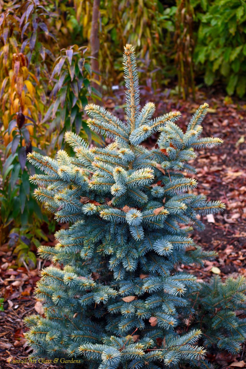 Ель Глена (Picea glehnii)