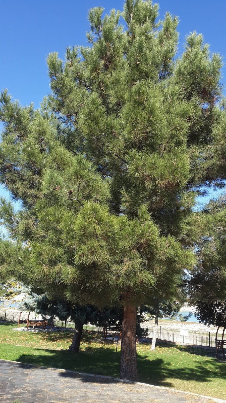 Pinus elliottii