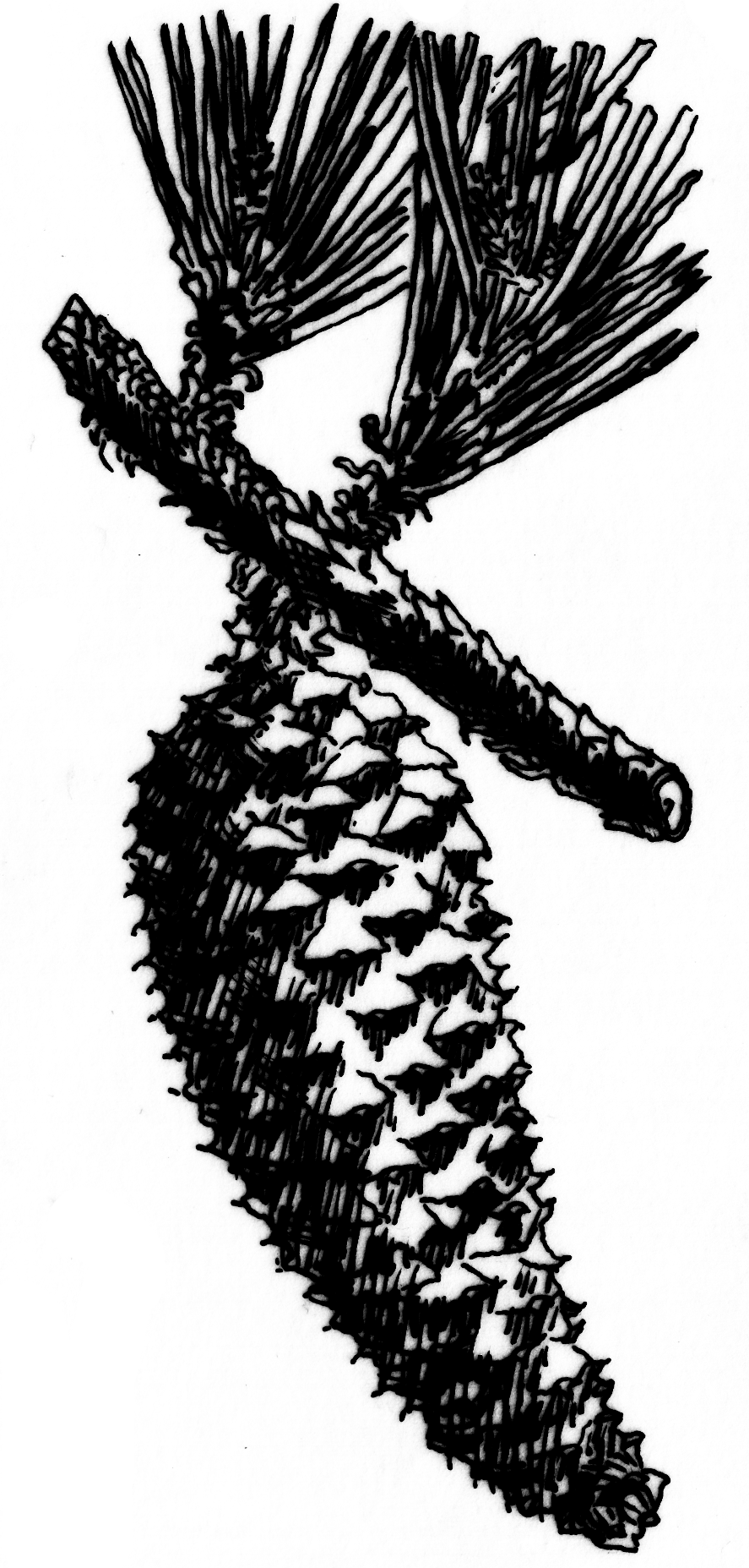 Сосна эллиота