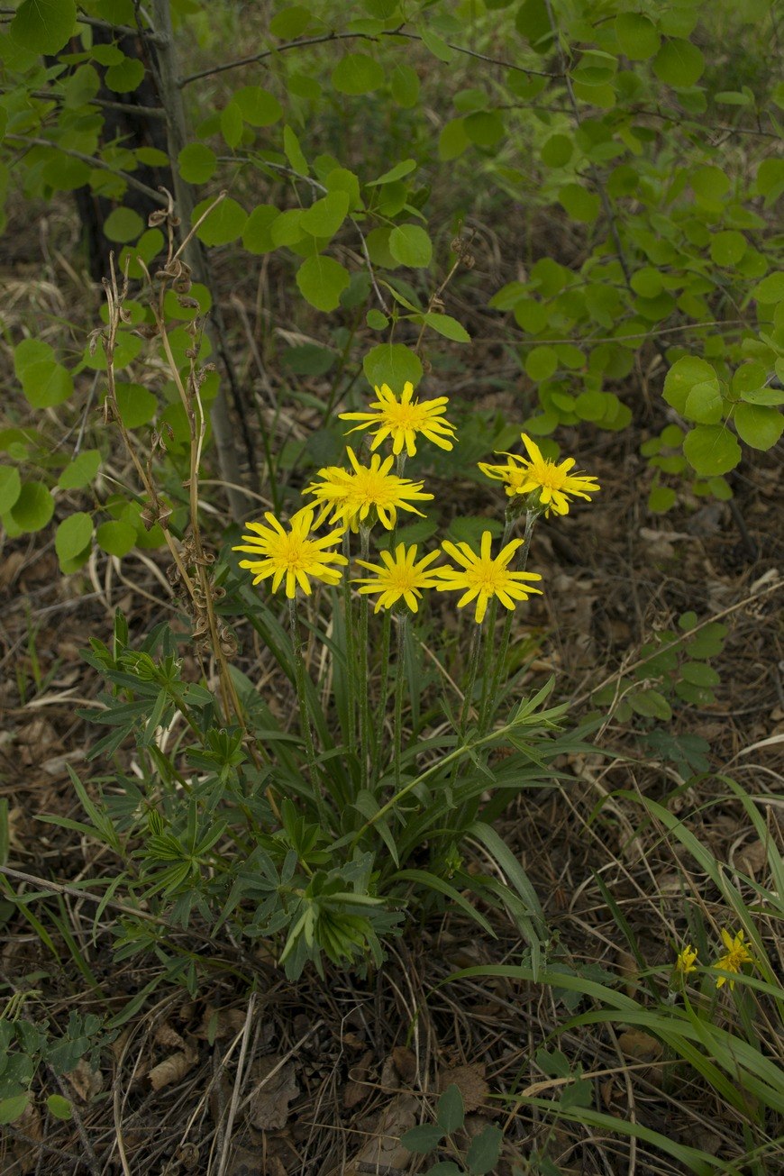 Tragopogon orientalis