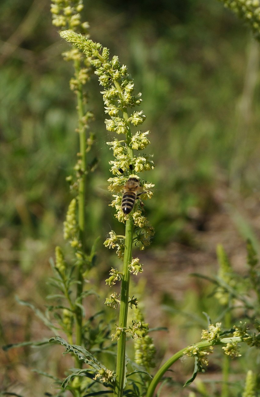 Reseda odorata