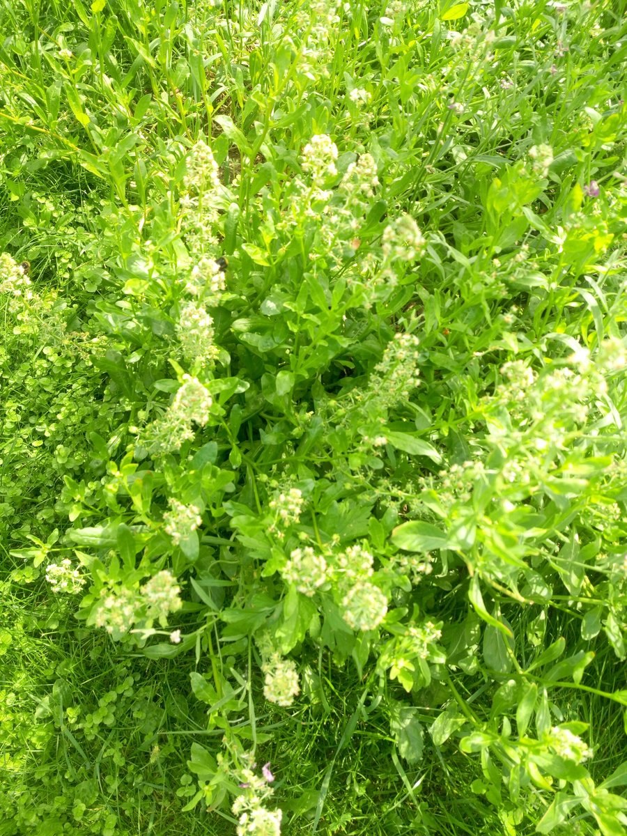 Резеда жёлтая