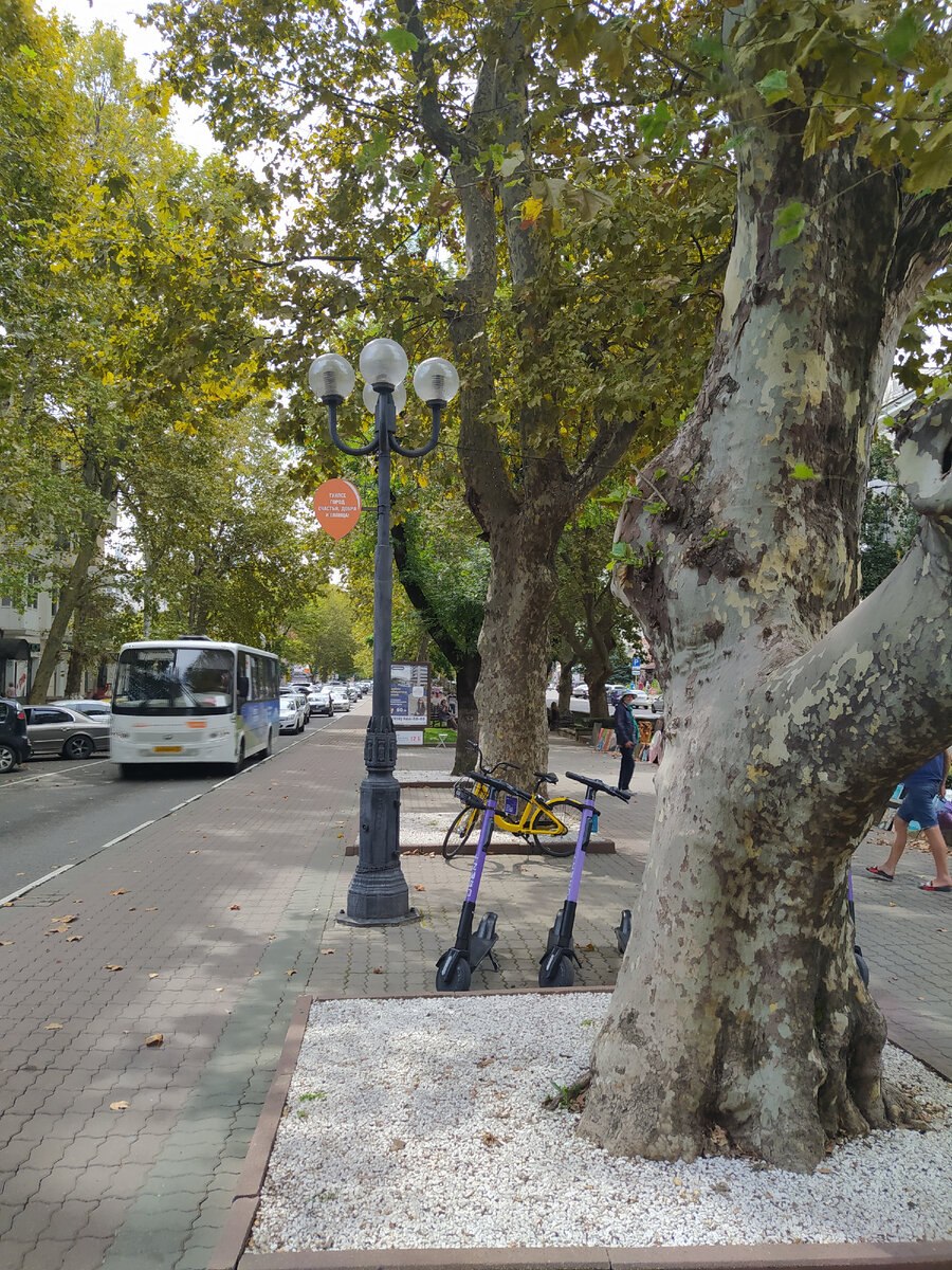 Аллея платанов Сочи