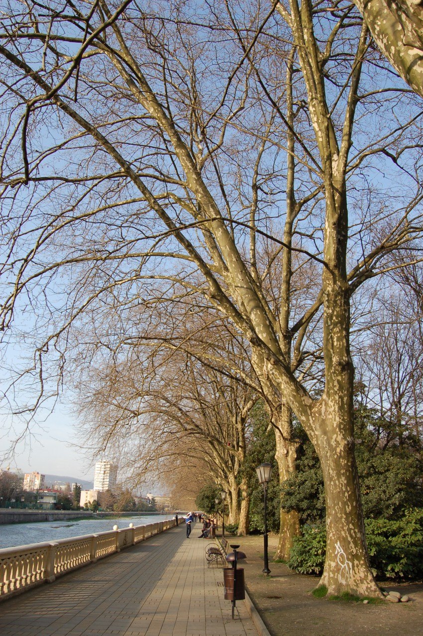 Платановая аллея Пицунда