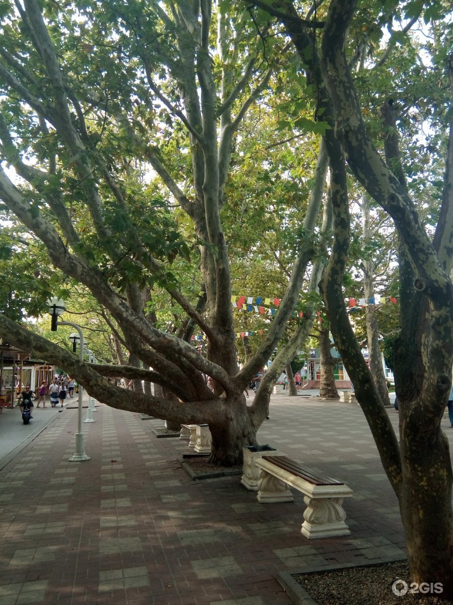 Платановая аллея Сочи