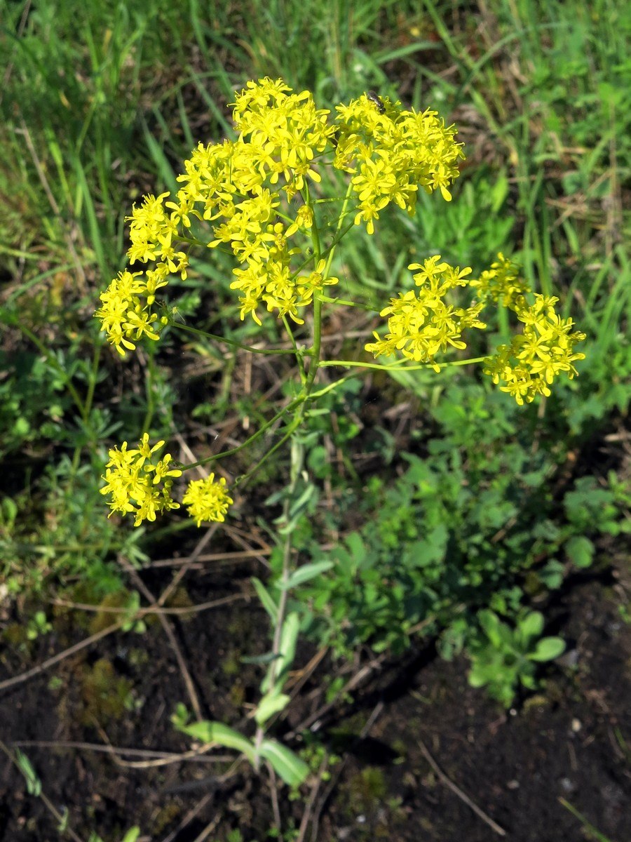 Вайда красильная (Isatis tinctoria l.)