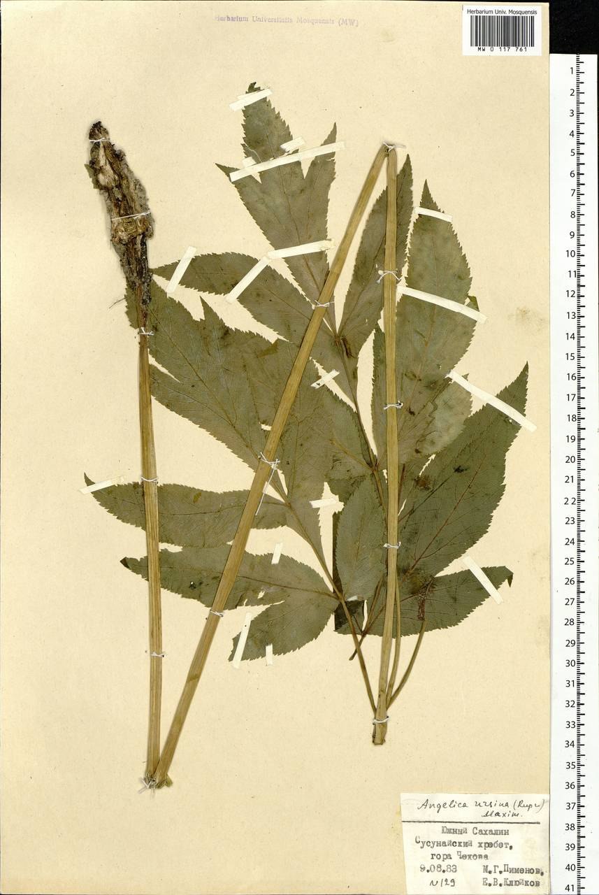 Дудник Лесной (Angelica Sylvestris)
