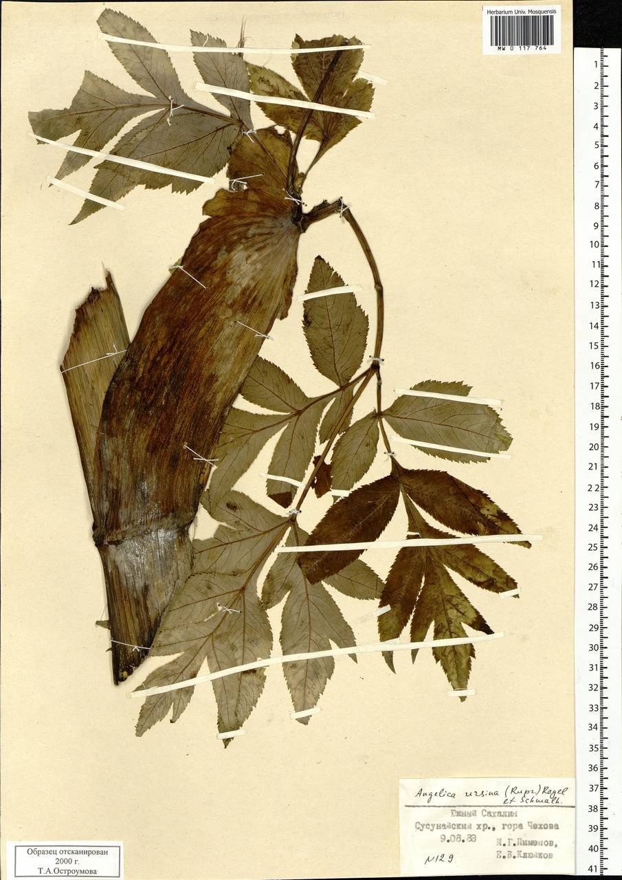 Дудник Медвежий Сахалин