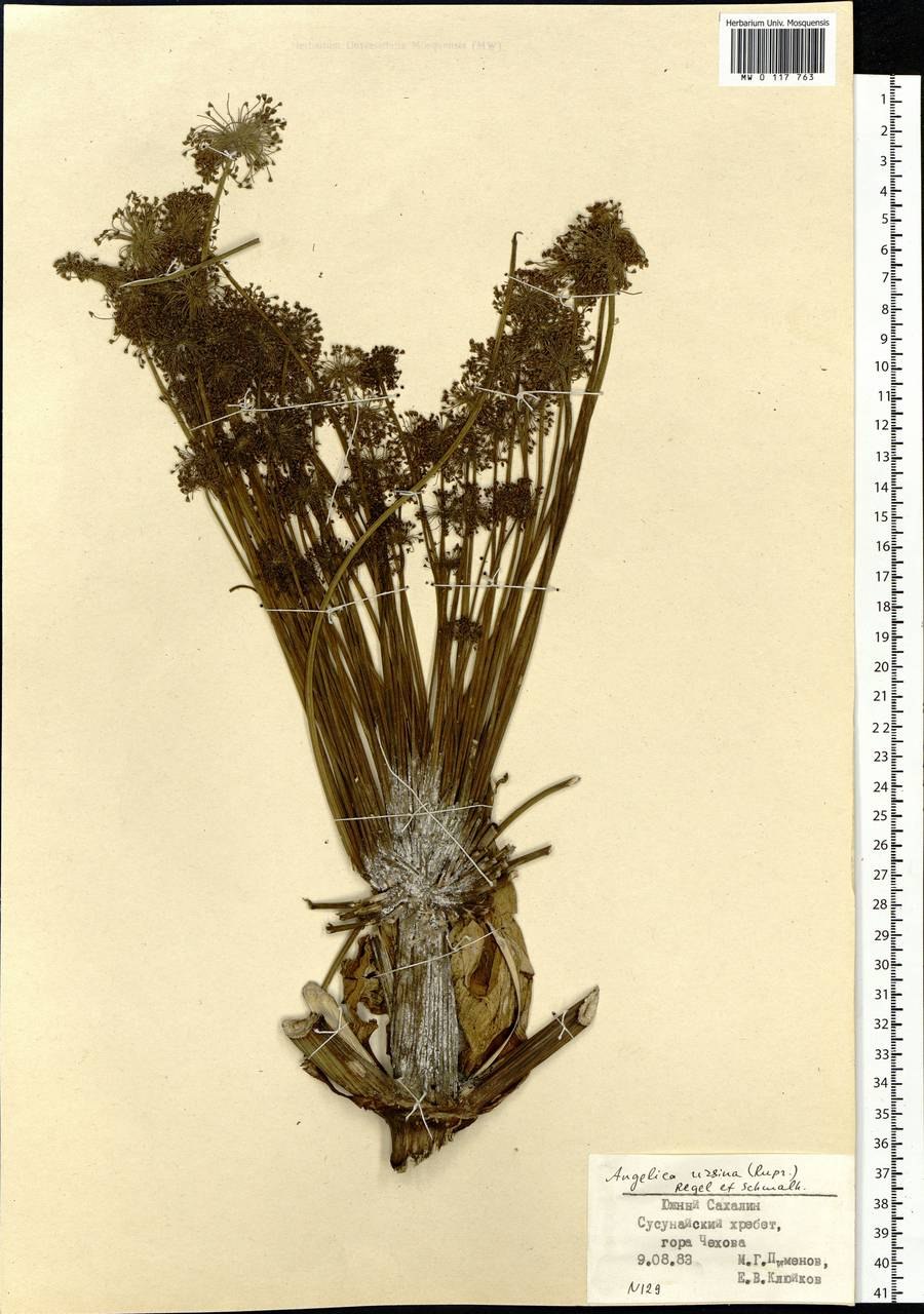 Дудник медвежий