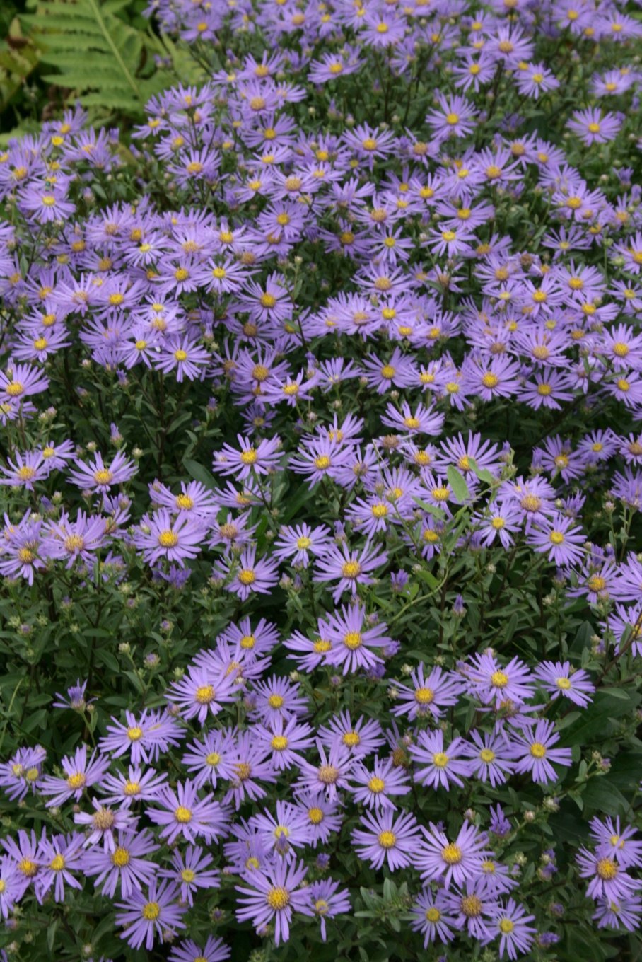 Астра Ромашковая. Aster amellus