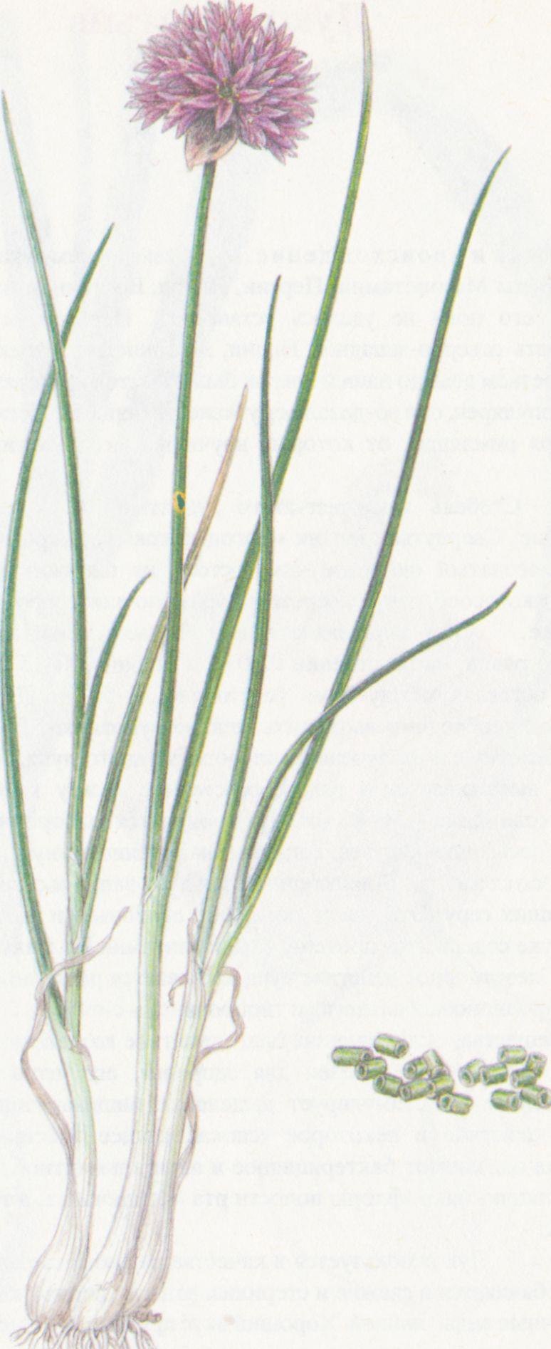 Аллиум шнитт