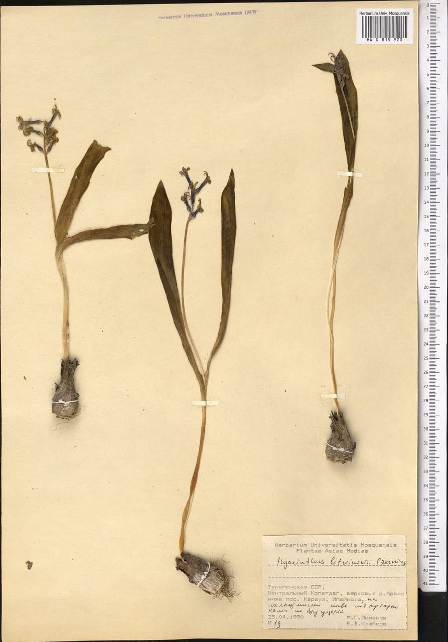 Аллиум шнитт Степной дикий