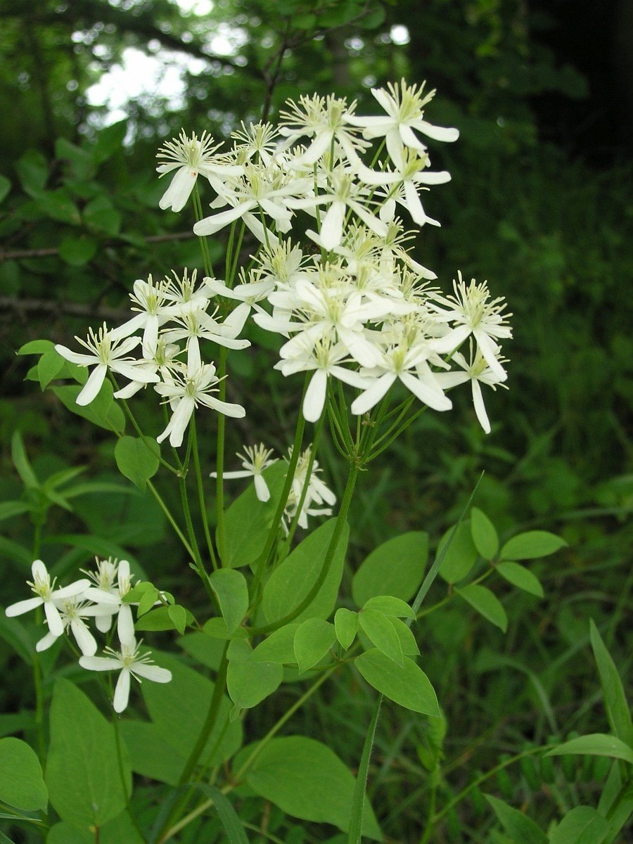 Ломонос виноградолистный