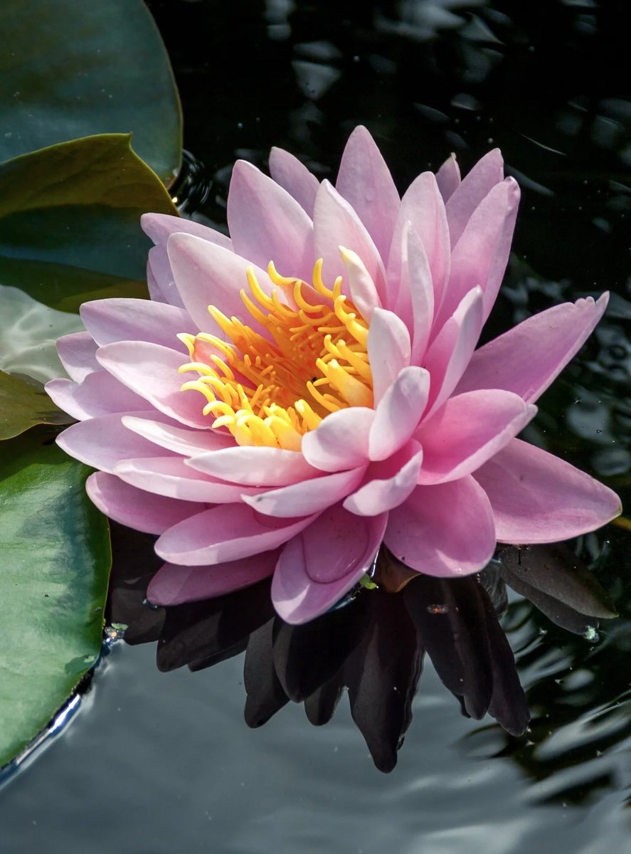 Водяная Лилия нимфея