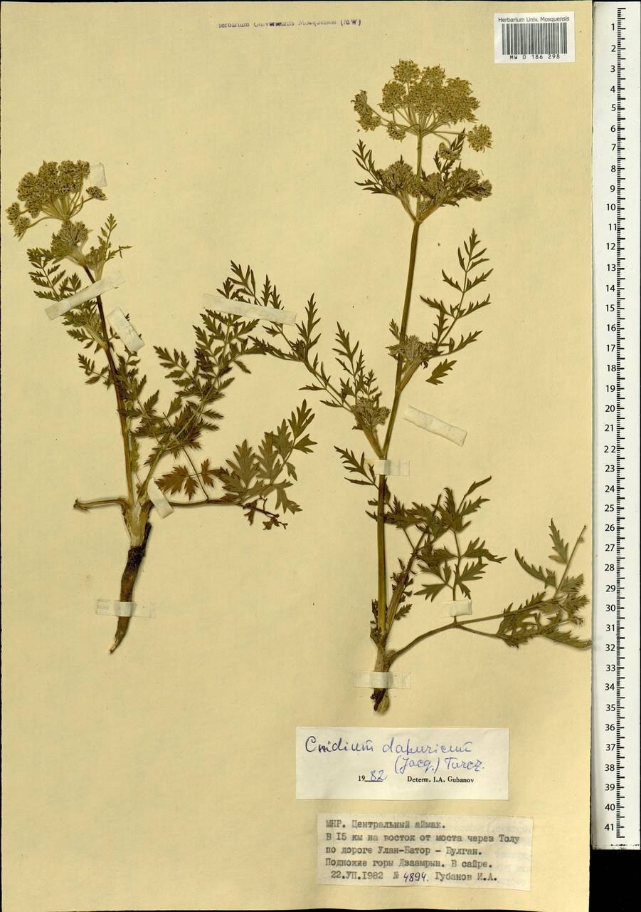 Cnidium monnieri