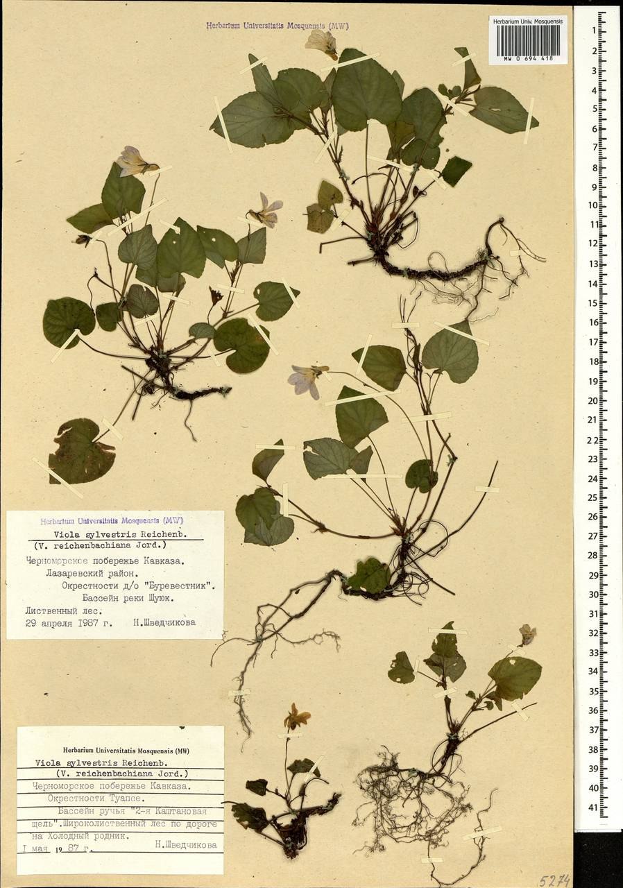 Фиалка Cajun's ma cher amie