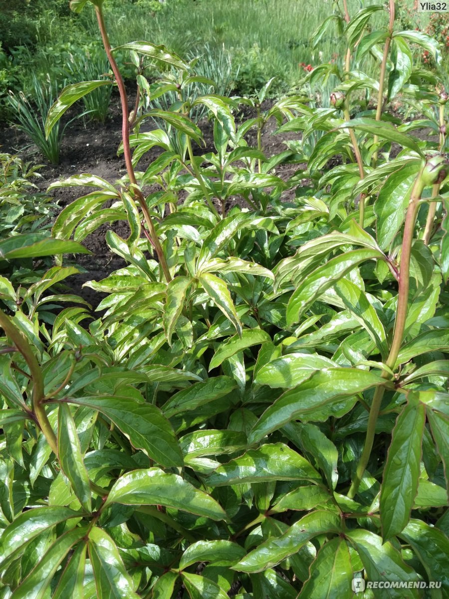 Колокольчик Вайт пуфф молочноцветковый