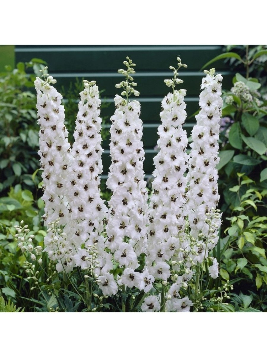 Диера молочноцветковая