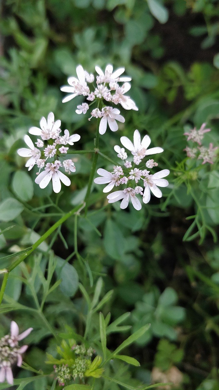 Пажитник Шамбала растение