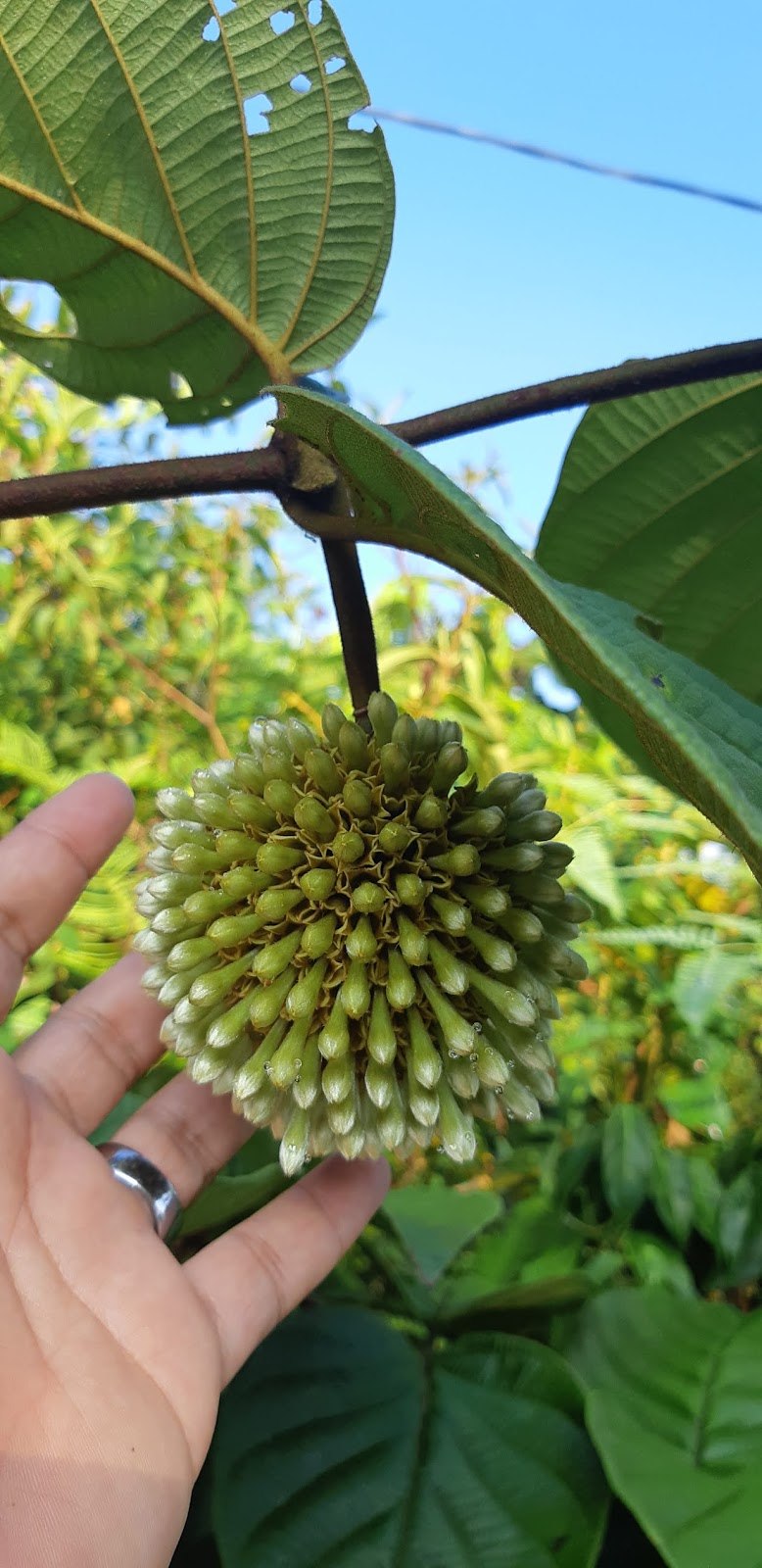 Miliusa chantaburiana